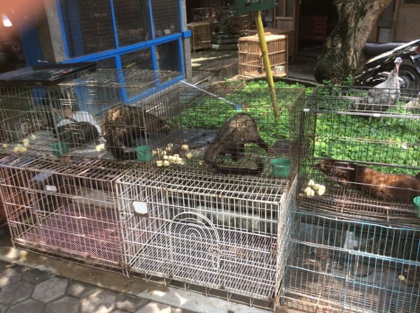 これは、インドネシアでペットとして人気のジャコウネコ？