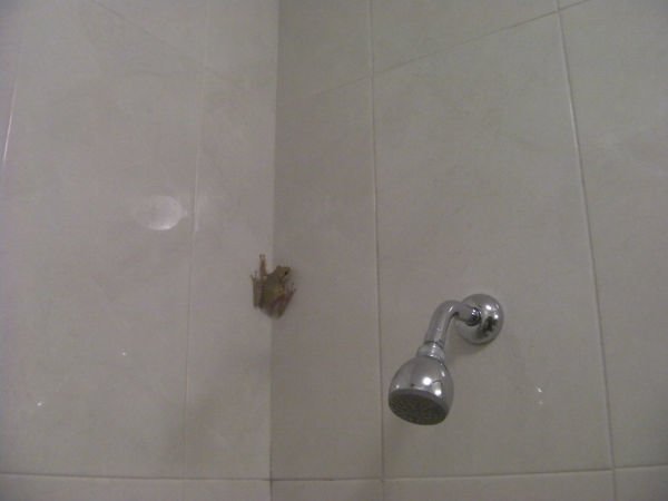 シャワールームに入ってきたカエル